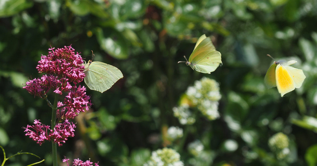 3 papillons et une valériane rouge