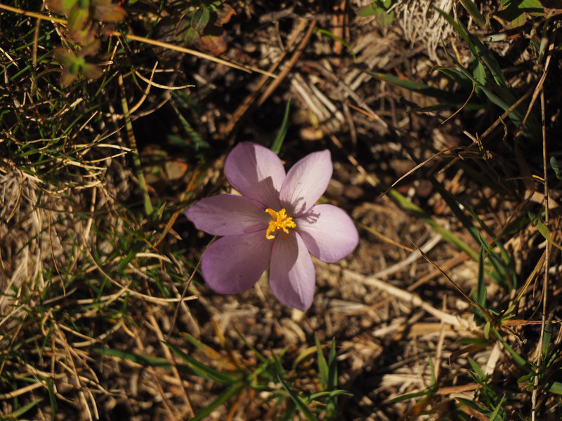 en chemin, paysage de montagne