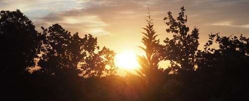 soleil levant derrière des arbres