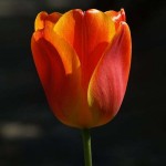 Tulipe