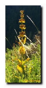 gentiana lutea